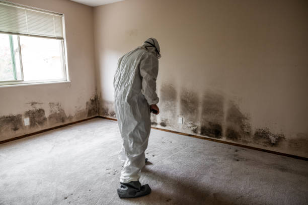 Best Mold Odor Removal Services  in Pahokee, FL